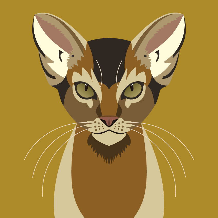 Geometrische Burmakatze